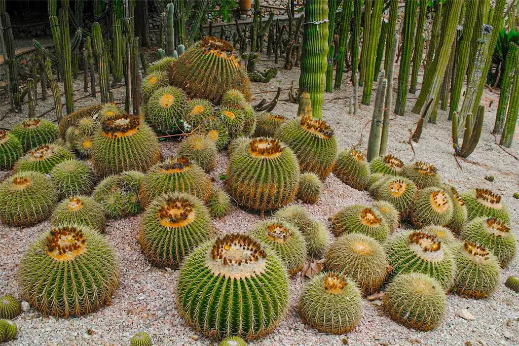 Cactus d'Algar Jardin Botanico, Benidorm
