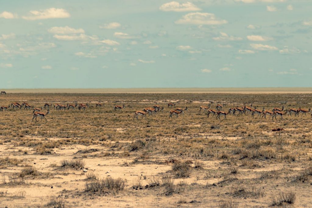 Namibia: The African Jewel